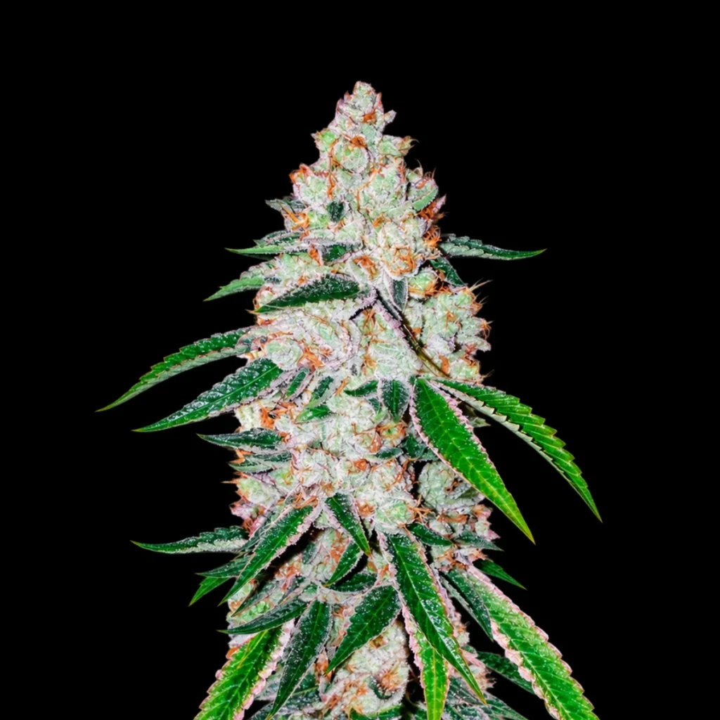 West Coast O.G. Auto – Fast Buds