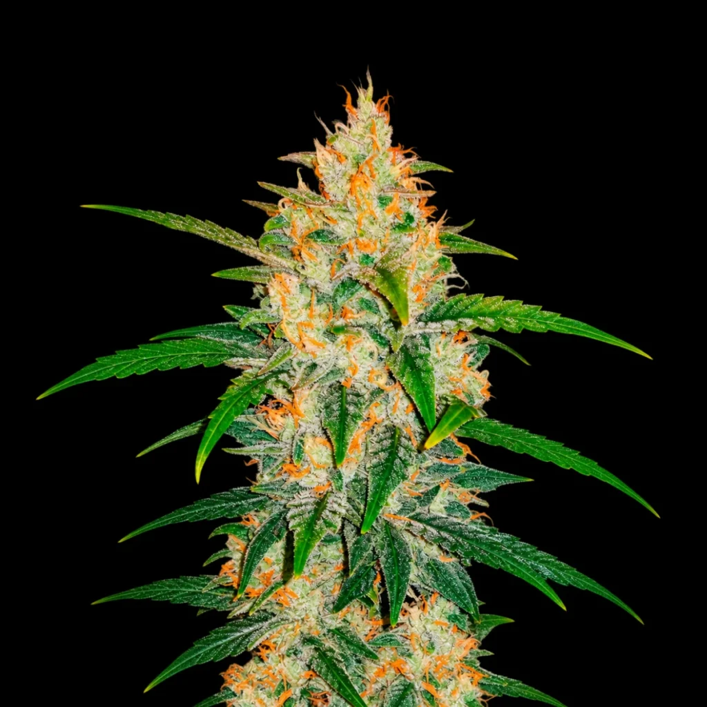 Zkittlez Auto – Fast Buds