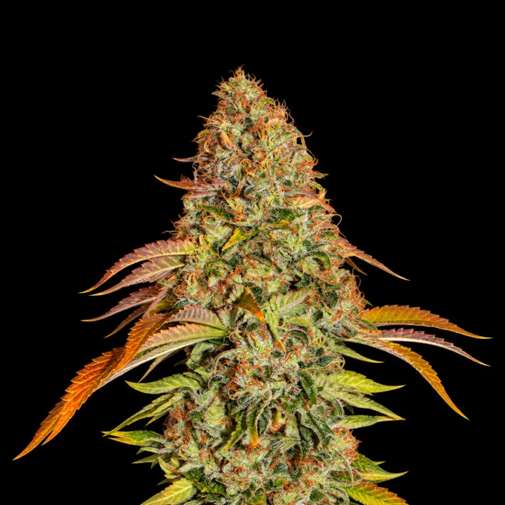 Zkittlez OG Auto – Barney’s Farm