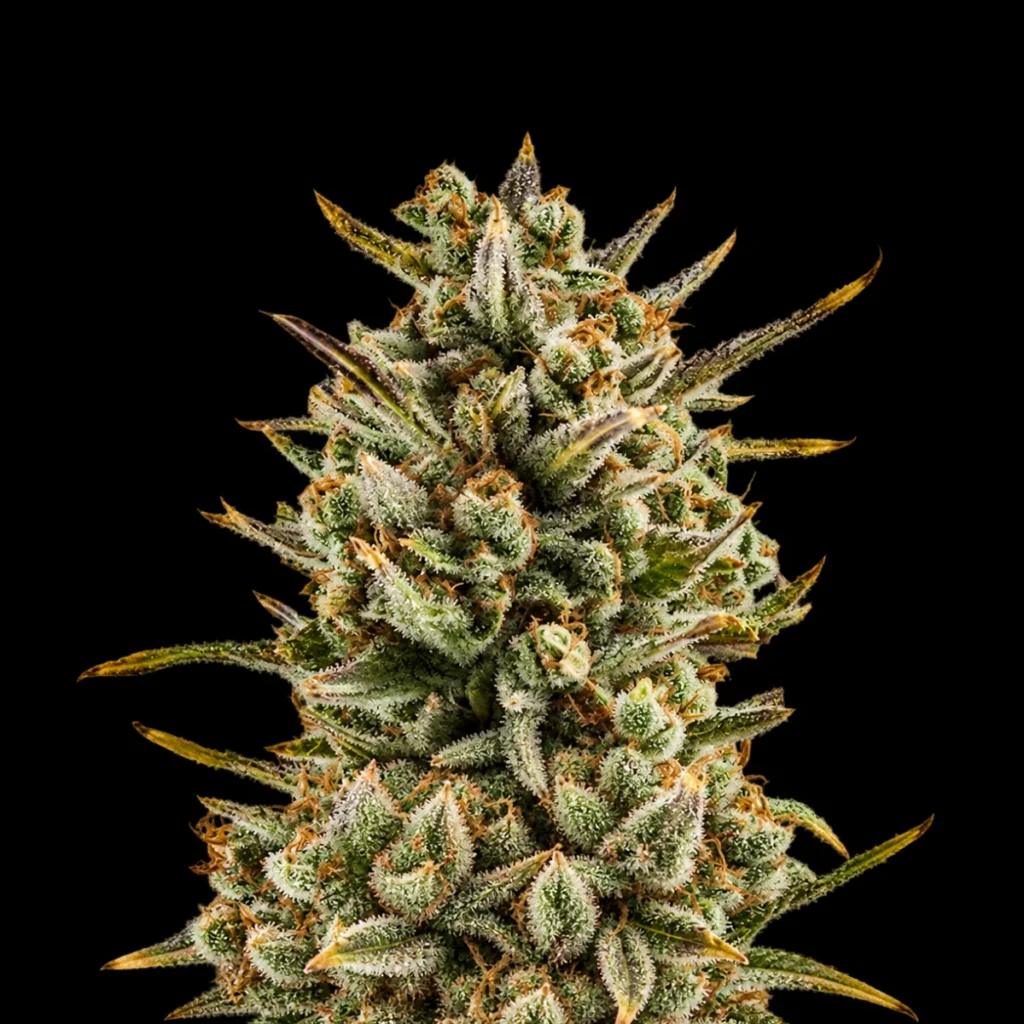 Amnesia Haze Auto – RQS