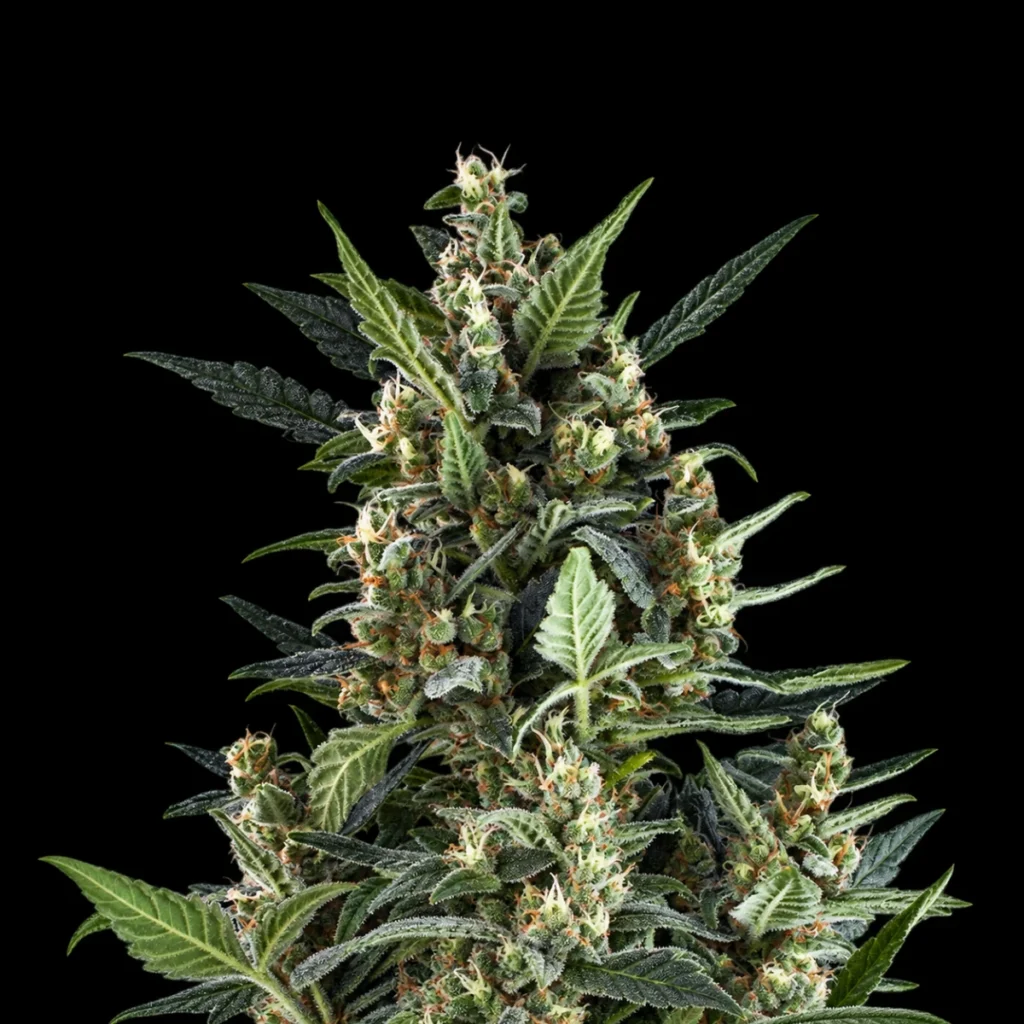 Blue Cheese Auto – RQS