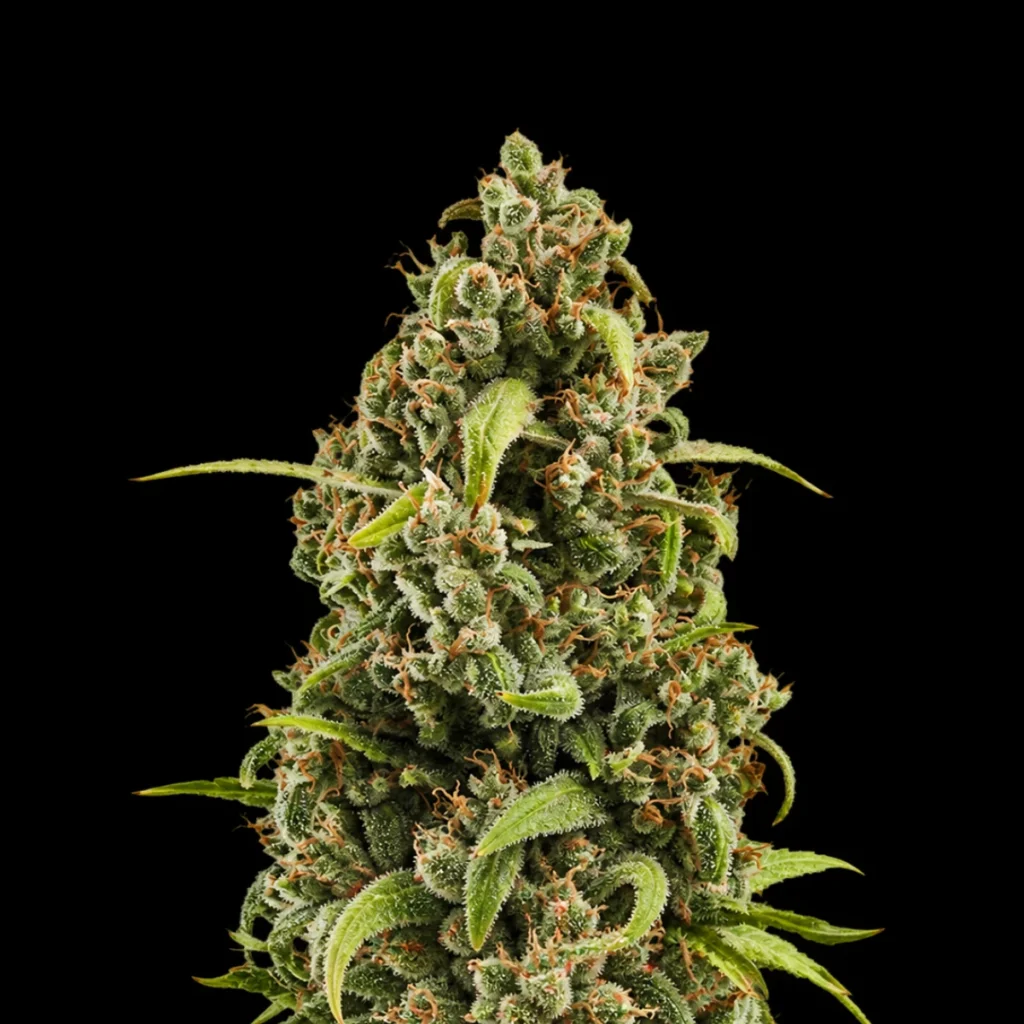Diesel Auto – RQS