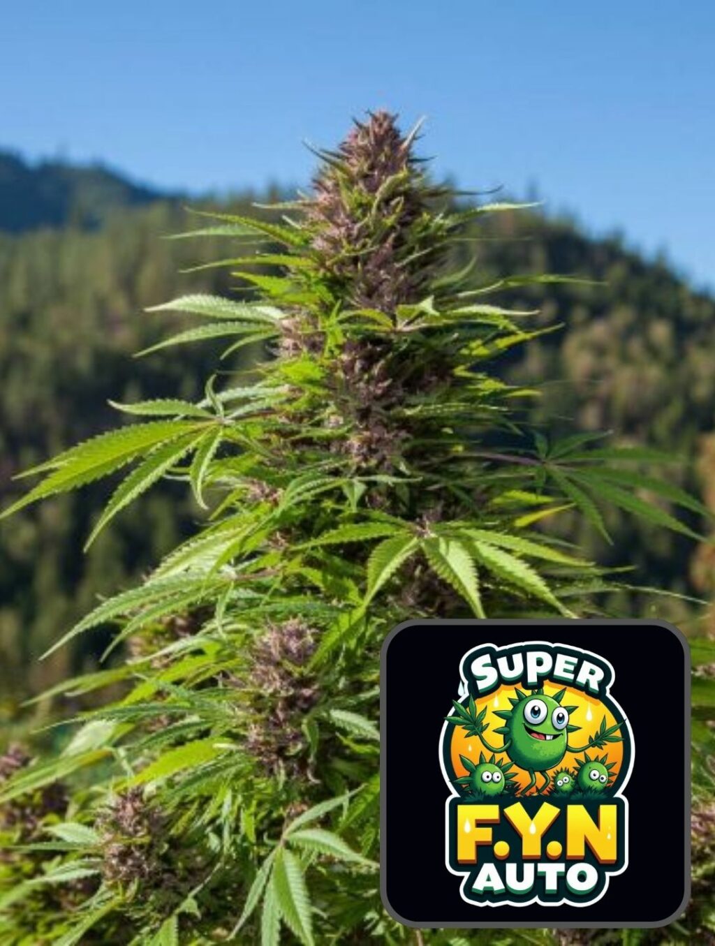 Super F.Y.N. Auto - Super Seeds
