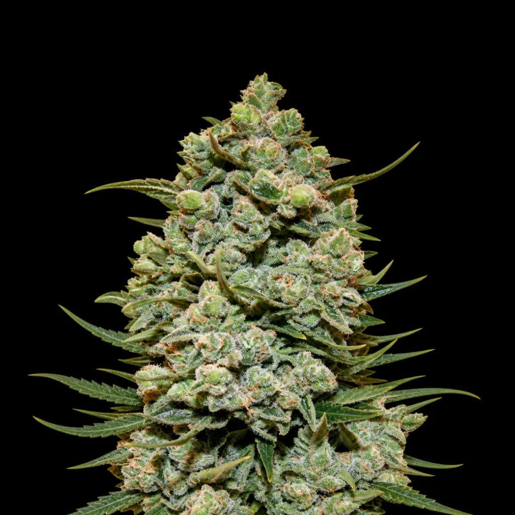 Super Cookies Auto – Super Seeds