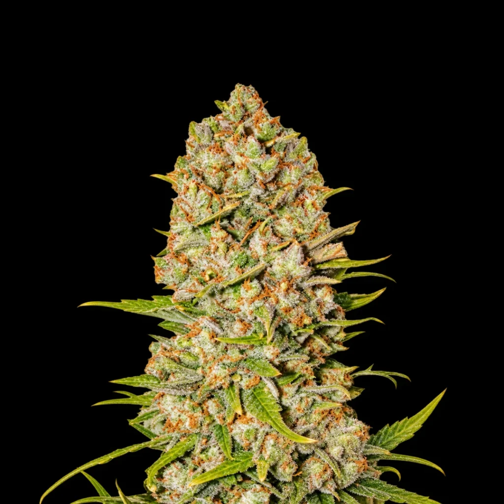 Super Pineapple Auto – Super Seeds