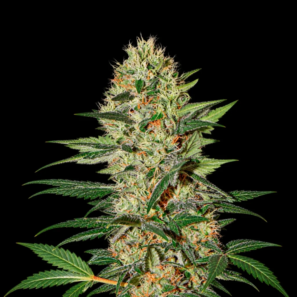 Exodus Cheese Auto – Green House Seeds