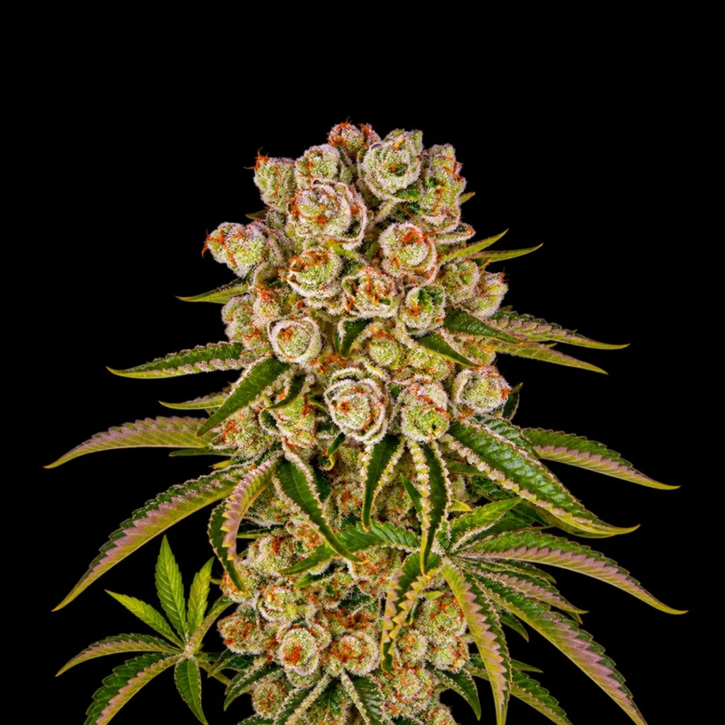Kush Mintz (Feminiseret) – Barney’s Farm
