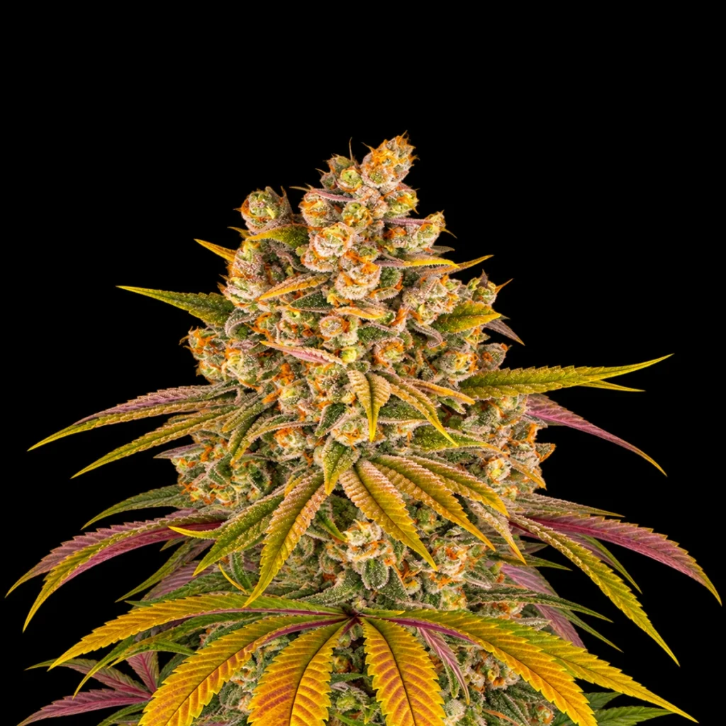 Lemon Tree (Feminiseret) – Barney’s Farm