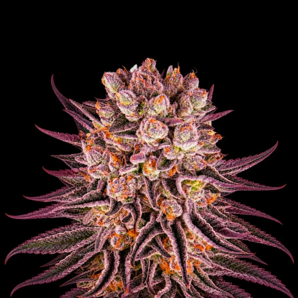 Mimosa X Orange Punch (Feminiseret) – Barney’s Farm