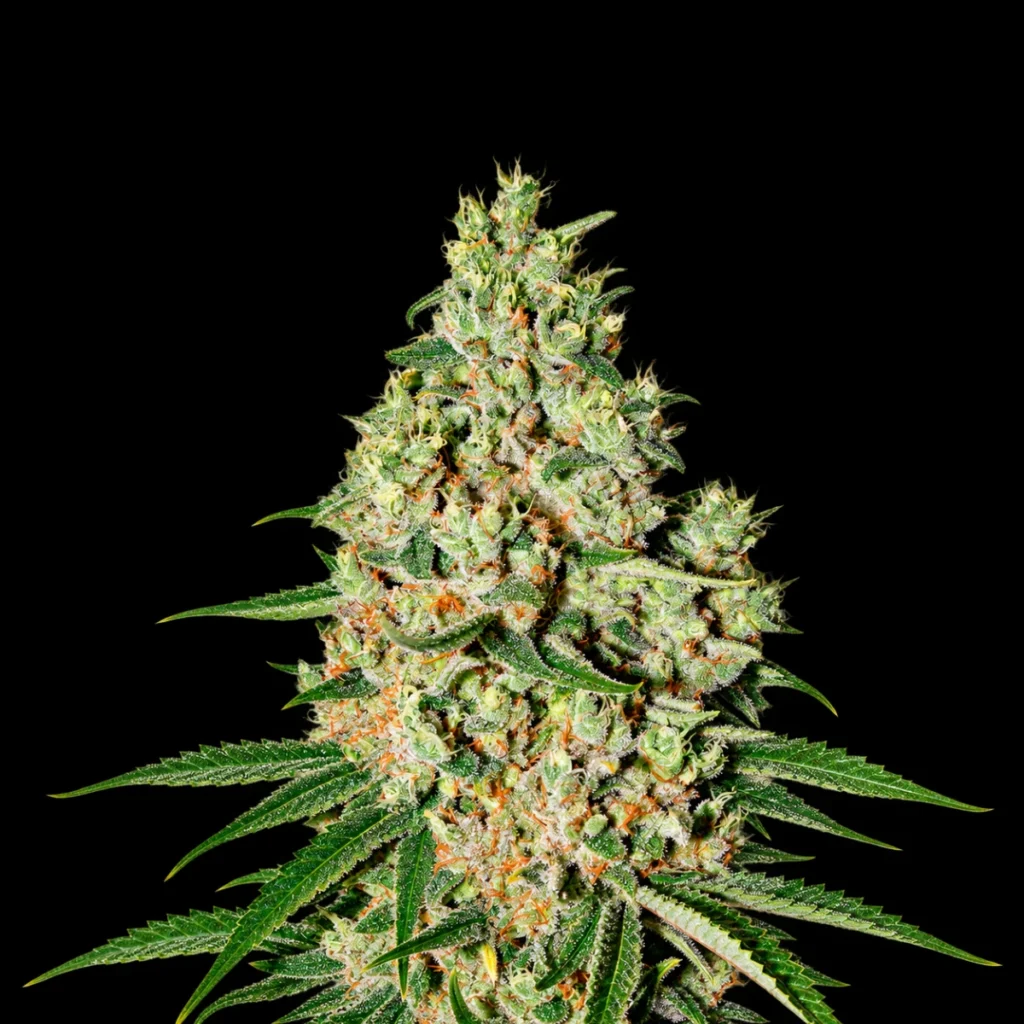 Super Critical (Feminiseret) – Green House Seeds
