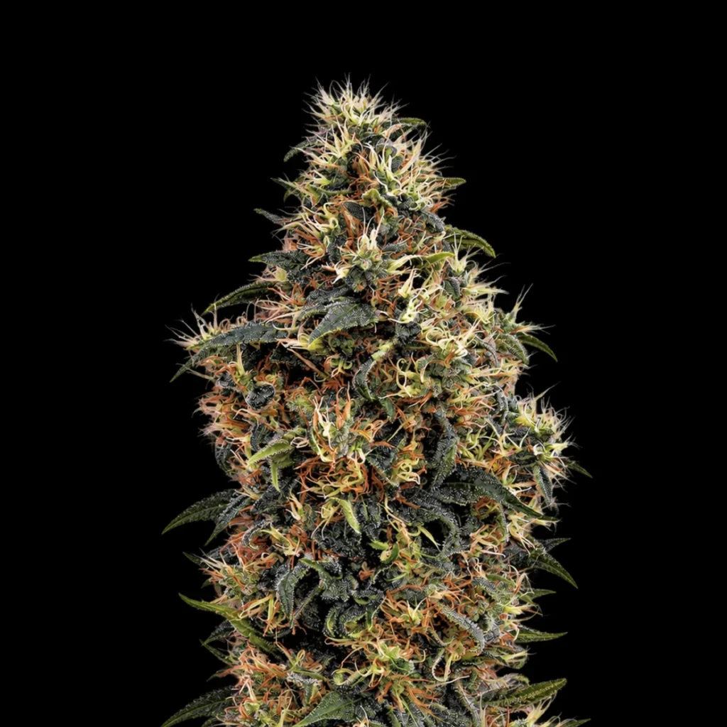 Sweet Mango Auto – Green House Seeds