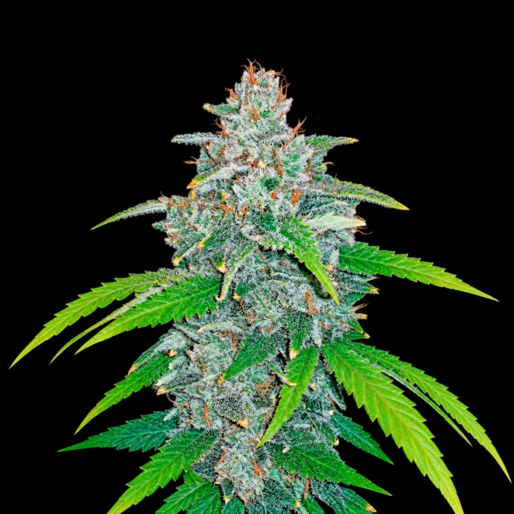 Blue Dream’Matic Auto – Fast Buds