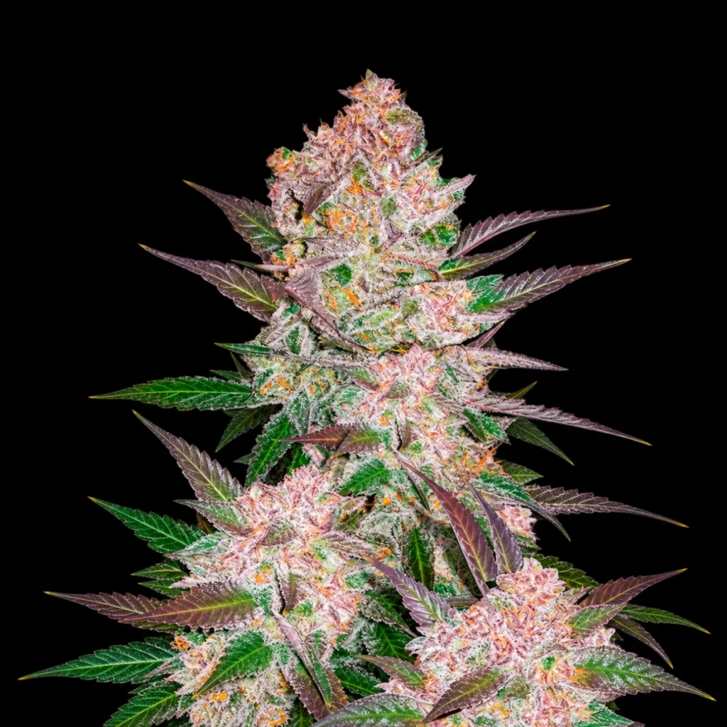 Cream Cookies Auto – Fast Buds