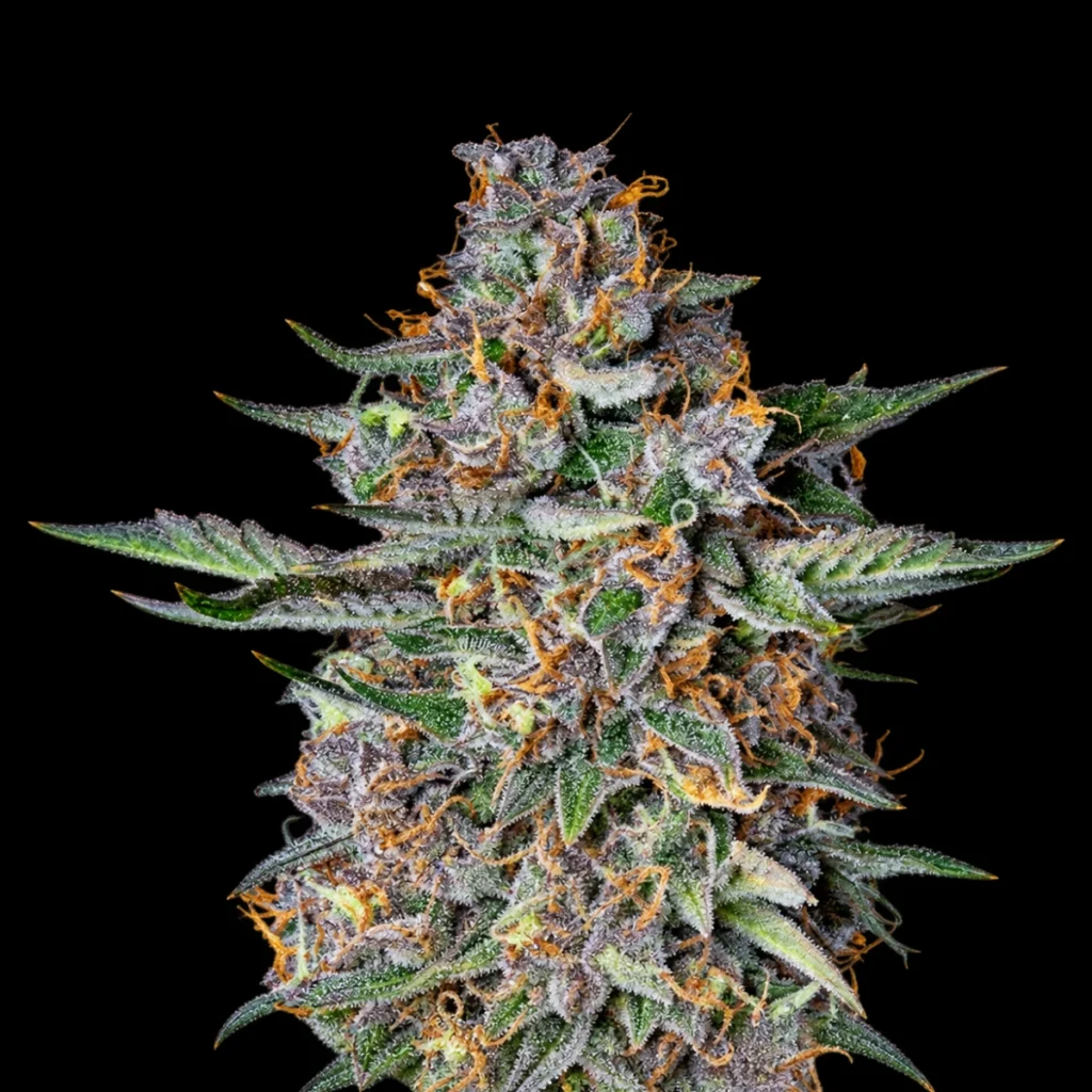 Do-si-dos Auto – RQS
