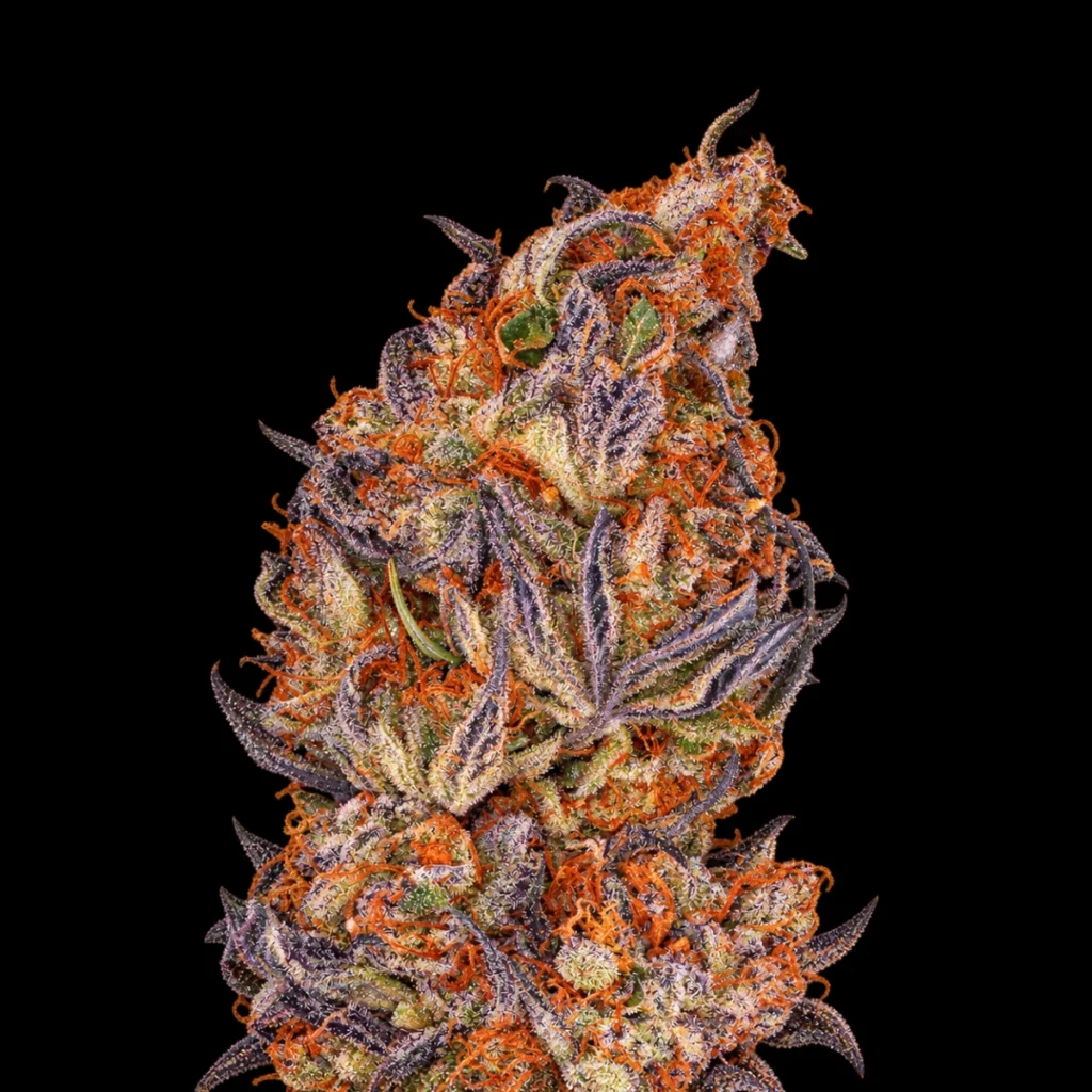 Runtz Auto – Barney’s Farm