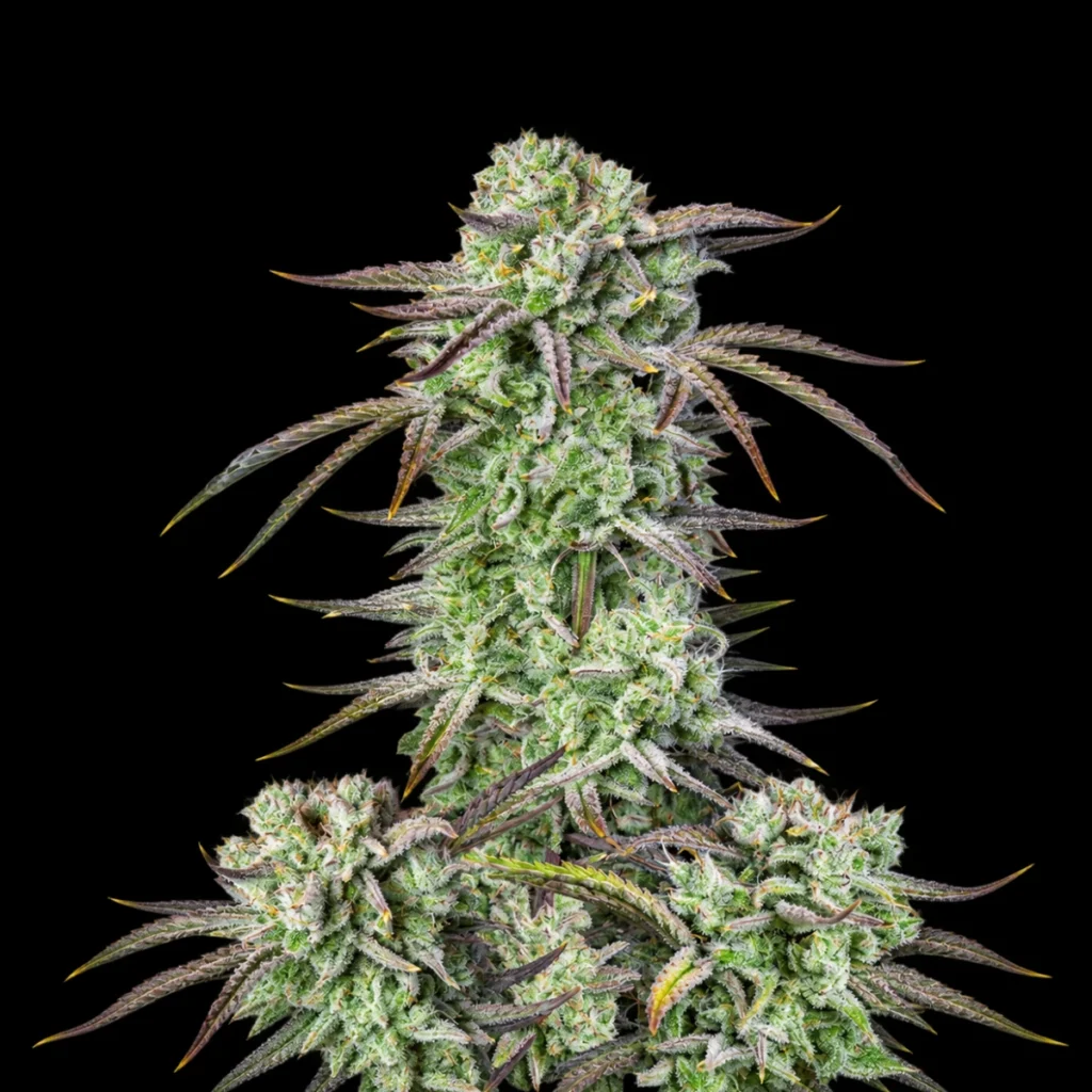 Strawberry Banana Auto – Fast Buds