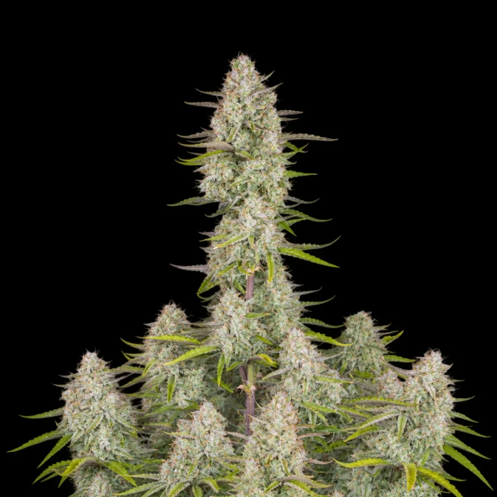 Wedding Cheesecake Auto – Fast Buds