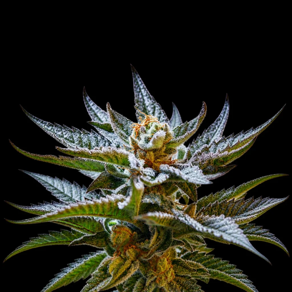 Blueprint S1 (Feminiseret) – Purple City Genetics
