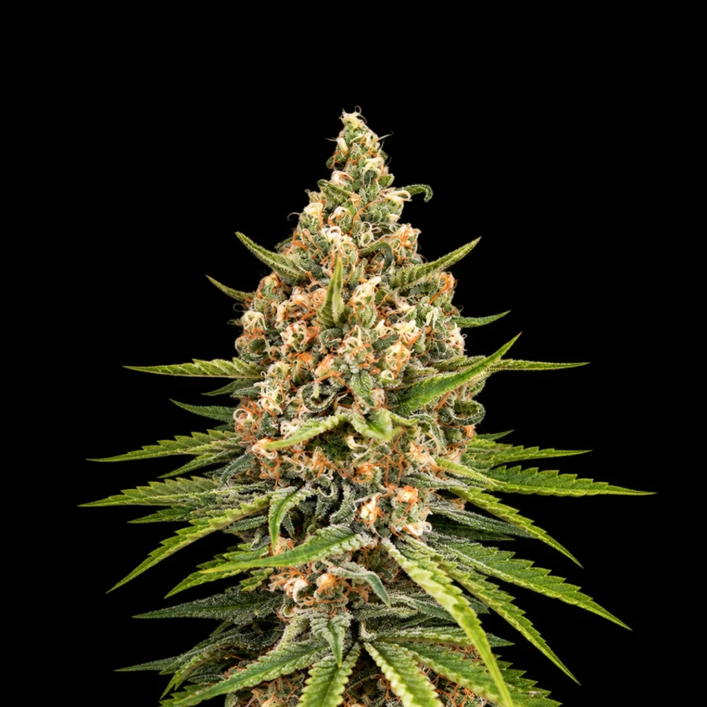 Bubba Slush (Feminiseret) – Green House Seeds