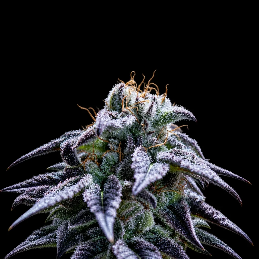 Bulletproof Wallet (Feminiseret) – Purple City Genetics