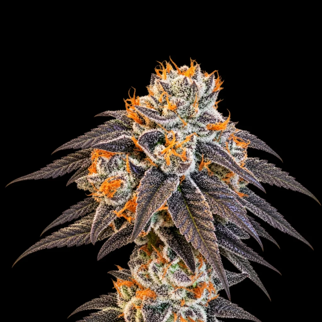 Forbidden Blueprint (Feminiseret) – Purple City Genetics