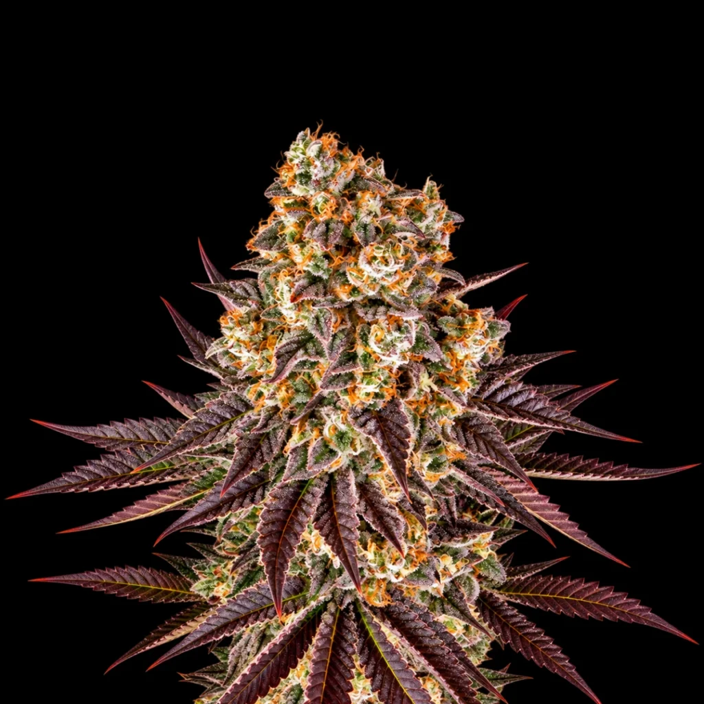 Gelato #45 (Feminiseret) – Barney’s Farm