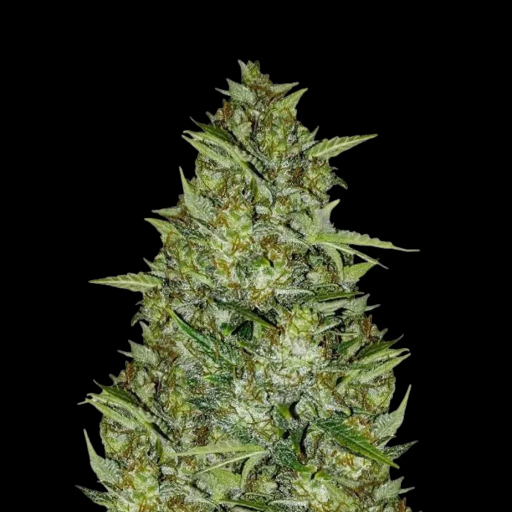 Super AK-47 Auto – Super Seeds