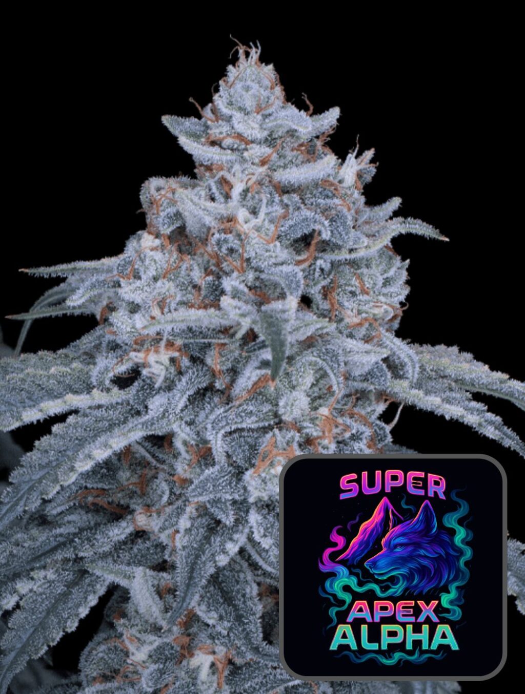 Super Apex Alpha (Feminiseret) - Super Seeds