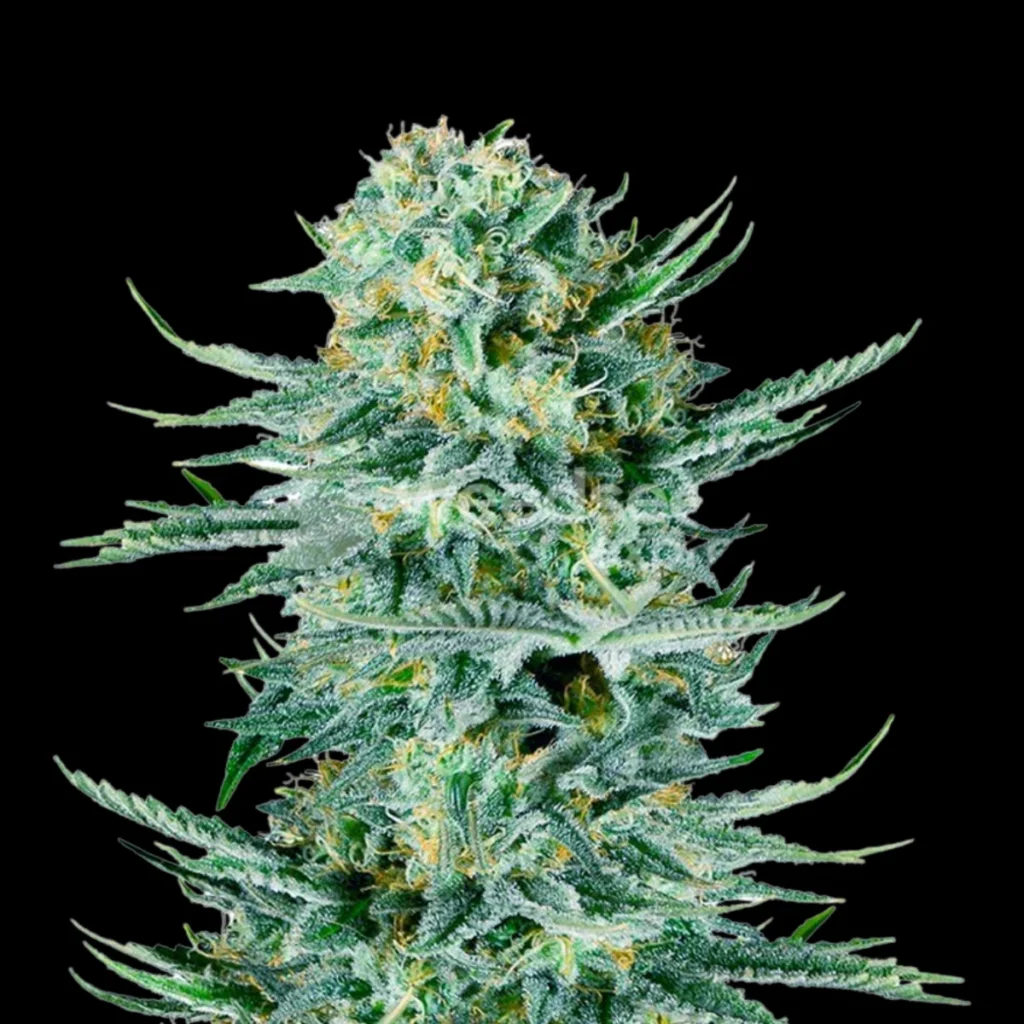 Super Blue Dream Auto – Super Seeds