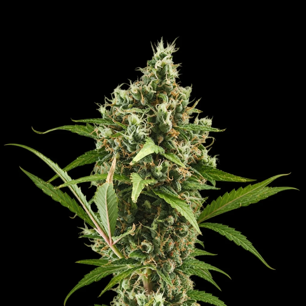 Super Haze Auto – Super Seeds