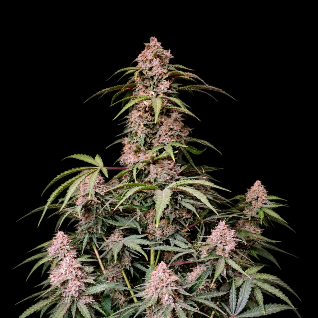 Amnesia Zkittlez Auto – Fast Buds