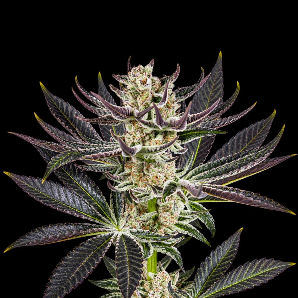 Do-Si-Dos X Purple Punch – (3 stk) Ripper Seeds