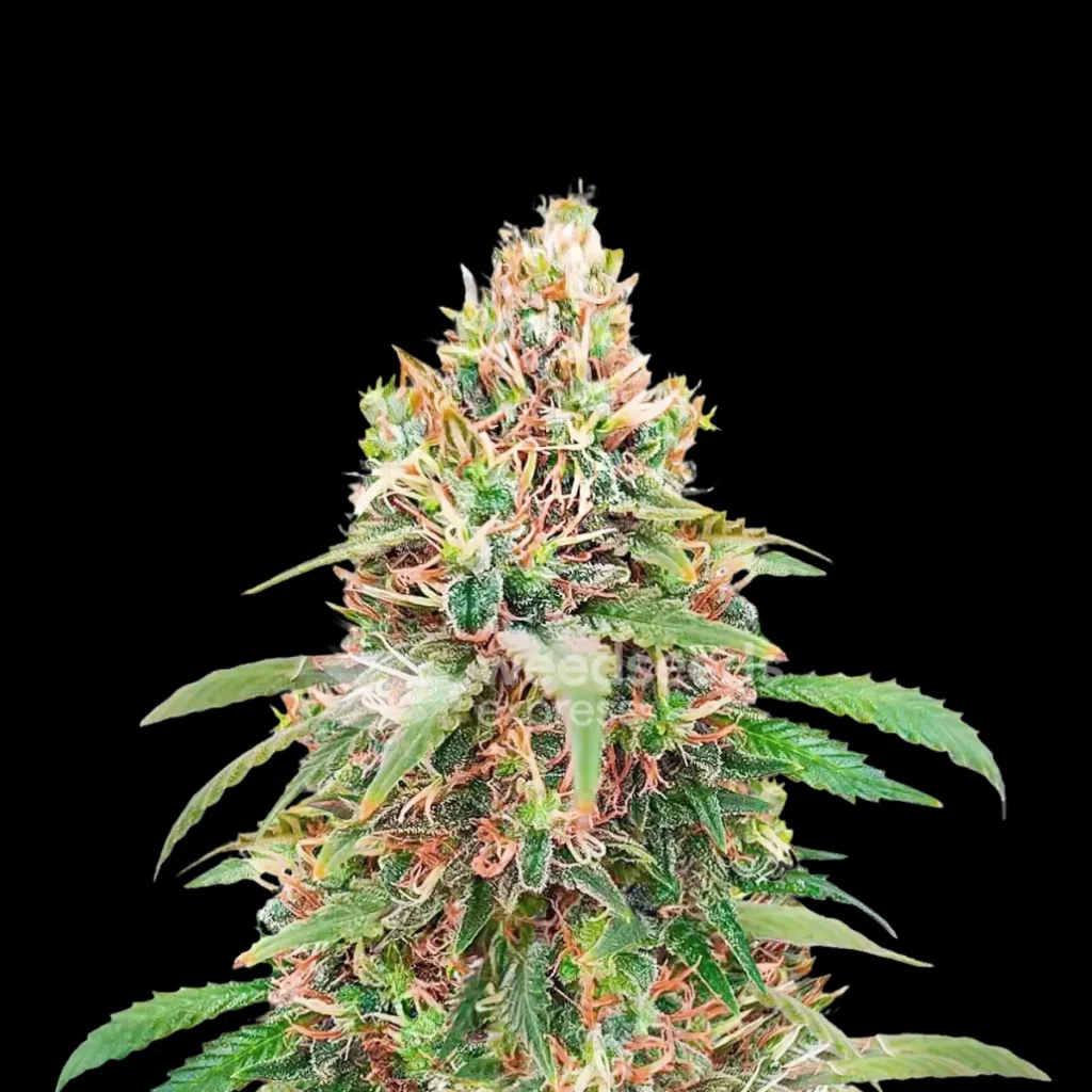 Motorbreath X Runtz – (3 stk) Ripper Seeds