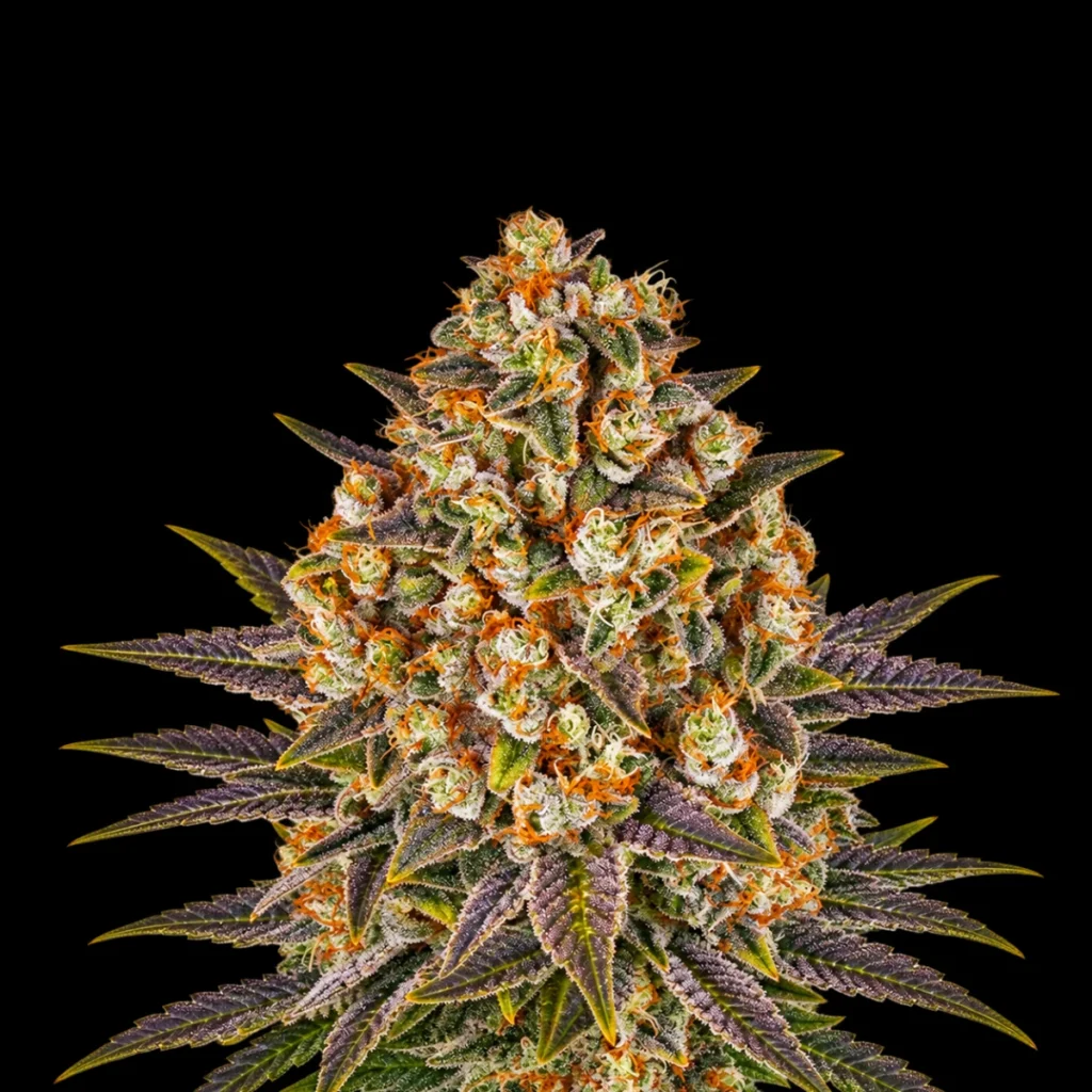 Banana Punch (Feminiseret) – Barney’s Farm