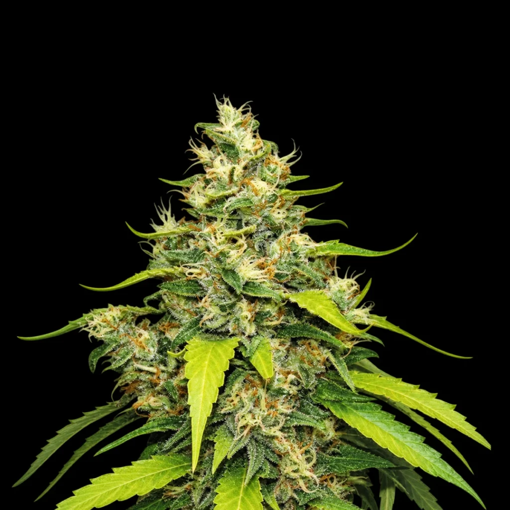 Blue Gelato (Feminiseret) – RQS