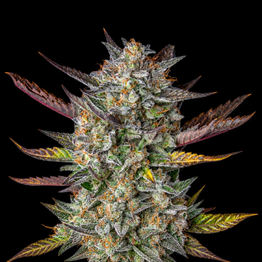 Purple Punch Auto – RQS