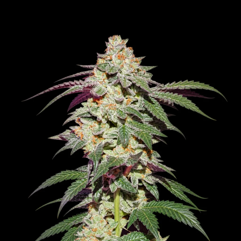 Skywalker Haze (Feminiseret) – Dutch Passion