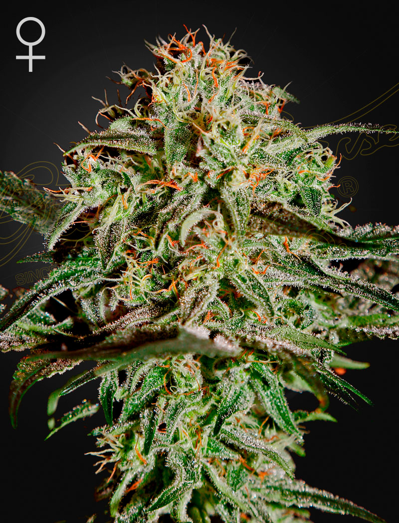 A.M.S – Green House Seeds