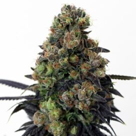 Acid Dough (Feminiseret) - Ripper Seeds