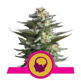 Amnesia Haze (Feminiseret) - RQS