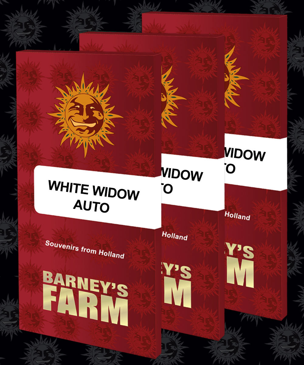 White Widow – Auto – Barney’s Farm