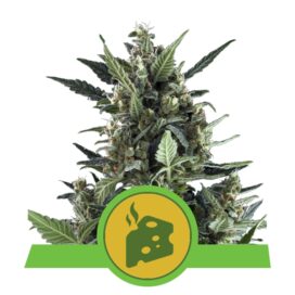 Blue Cheese Auto - RQS