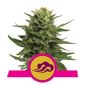 Blue Mystic (Feminiseret) - RQS