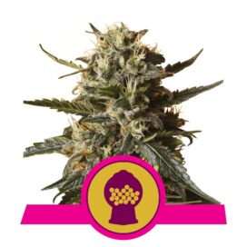 Bubblegum XL (Feminiseret) - RQS