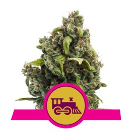 Candy Kush Express (Feminiseret) - RQS