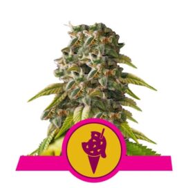 Cookies Gelato (Feminiseret) - RQS
