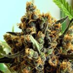 indica dominant superseeds 2021
