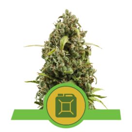 Diesel Auto - RQS