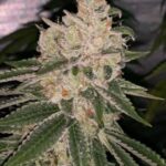 east-bay-og-x-purple-punch_1_
