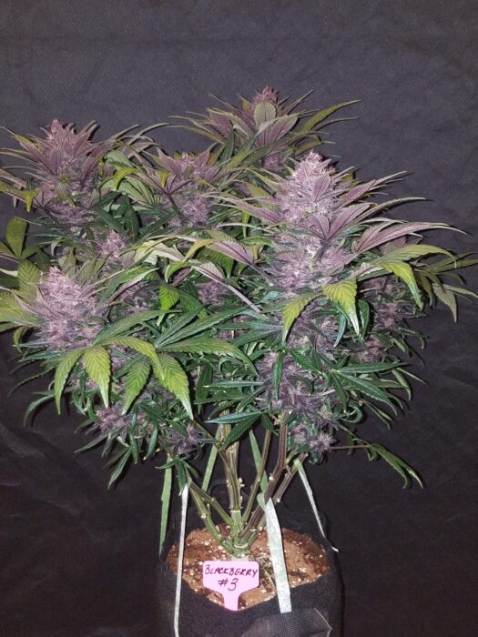 fastbuds-blueberry-4-scaled-e1611005793549